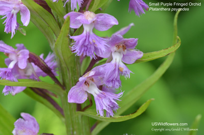 Platanthera psycodes