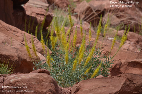 Stanleya pinnata