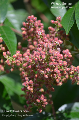 Rhus copallinum