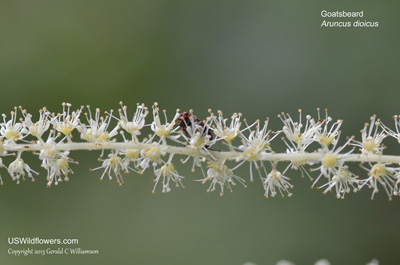 Aruncus dioicus