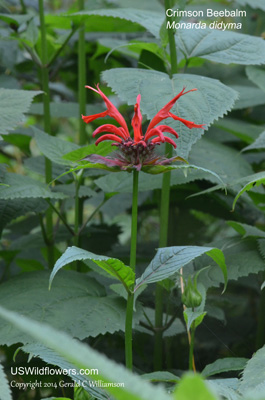 Monarda didyma