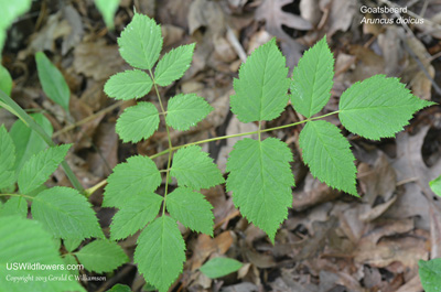 Aruncus dioicus