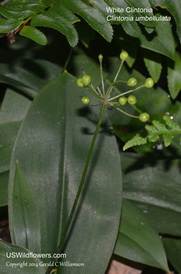 Clintonia umbellulata