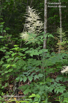 Aruncus dioicus