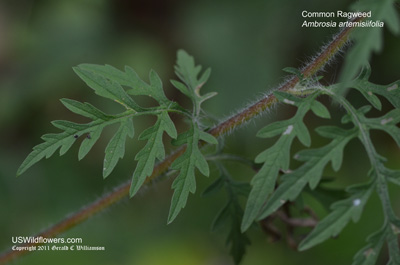 Ambrosia artemisiifolia