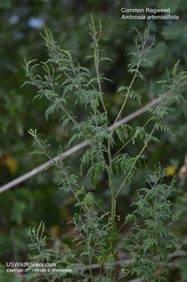 Ambrosia artemisiifolia