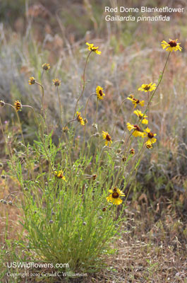 Gaillardia pinnatifida