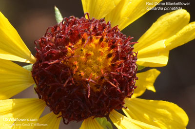 Gaillardia pinnatifida