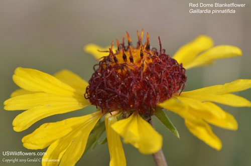 Gaillardia pinnatifida