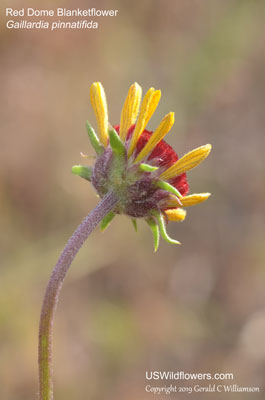 Gaillardia pinnatifida