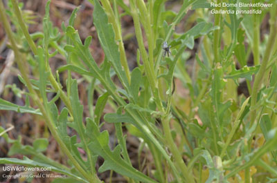 Gaillardia pinnatifida