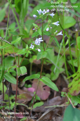 Houstonia purpurea