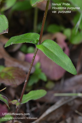 Houstonia purpurea