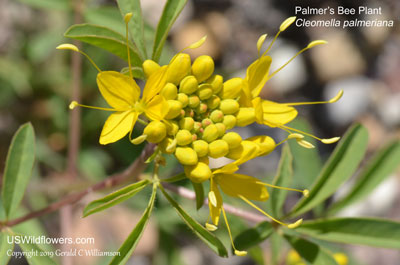 Cleomella palmeriana