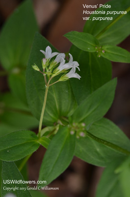 Houstonia purpurea