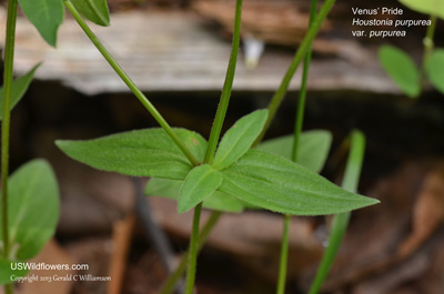 Houstonia purpurea