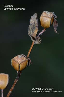 Ludwigia alternifolia