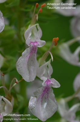 Teucrium canadense