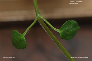 Stellaria media