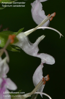 Teucrium canadense