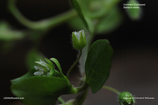 Stellaria media