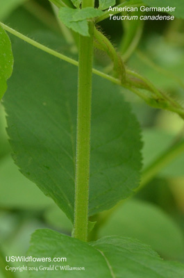 Teucrium canadense