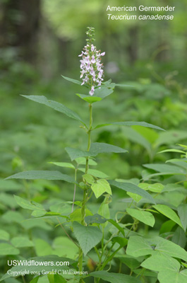 Teucrium canadense