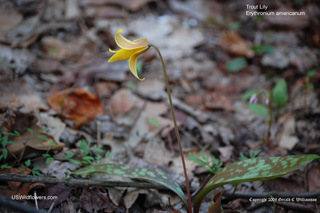 Erythronium americanum