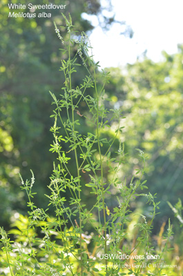 Melilotus albus