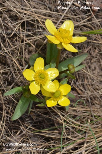 Ranunculus glaberrimus