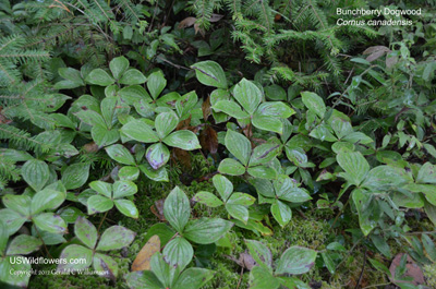 Cornus canadensis