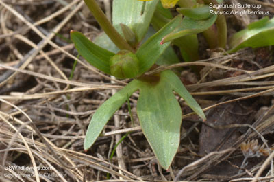 Ranunculus glaberrimus