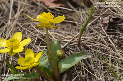 Ranunculus glaberrimus