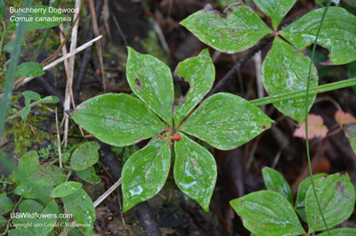 Cornus canadensis