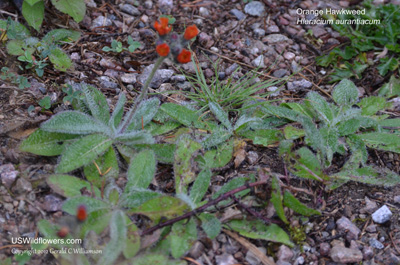 Hieracium aurantiacum