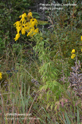 Ratibida pinnata