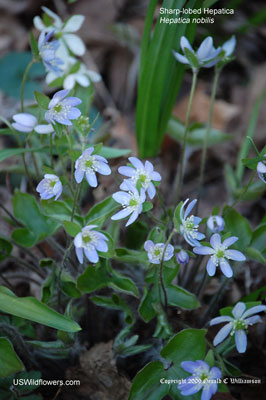 Anemone acutiloba