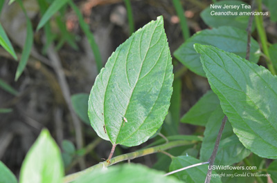 Ceanothus americanus