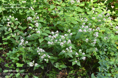 Ceanothus americanus