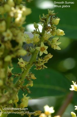 Rhus glabra