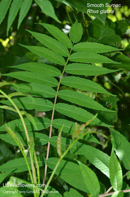 Rhus glabra