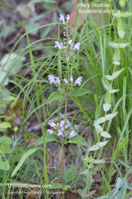 Scutellaria elliptica