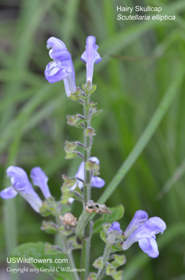 Scutellaria elliptica