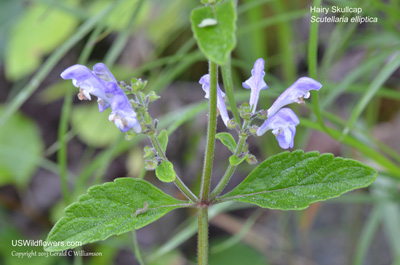 Scutellaria elliptica