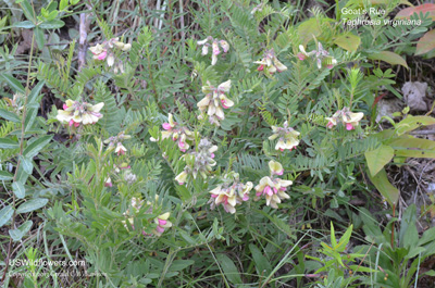 Tephrosia virginiana