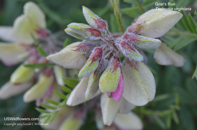 Tephrosia virginiana