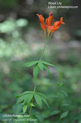 Lilium philadelphicum