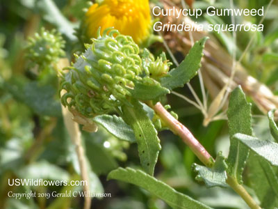 Grindelia squarrosa