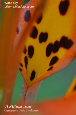 Lilium philadelphicum