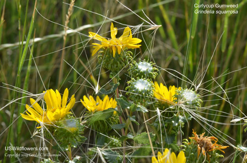 Grindelia squarrosa
